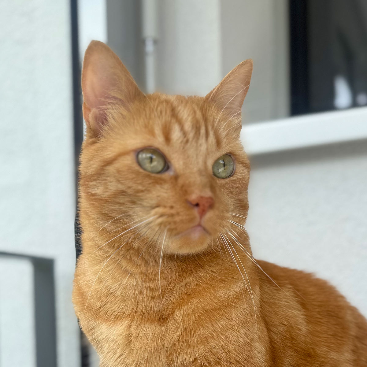 miauszeit – Ihre liebevollen Katzen- und Haustierbetreuung in Risch-Rotkreuz - Thiago