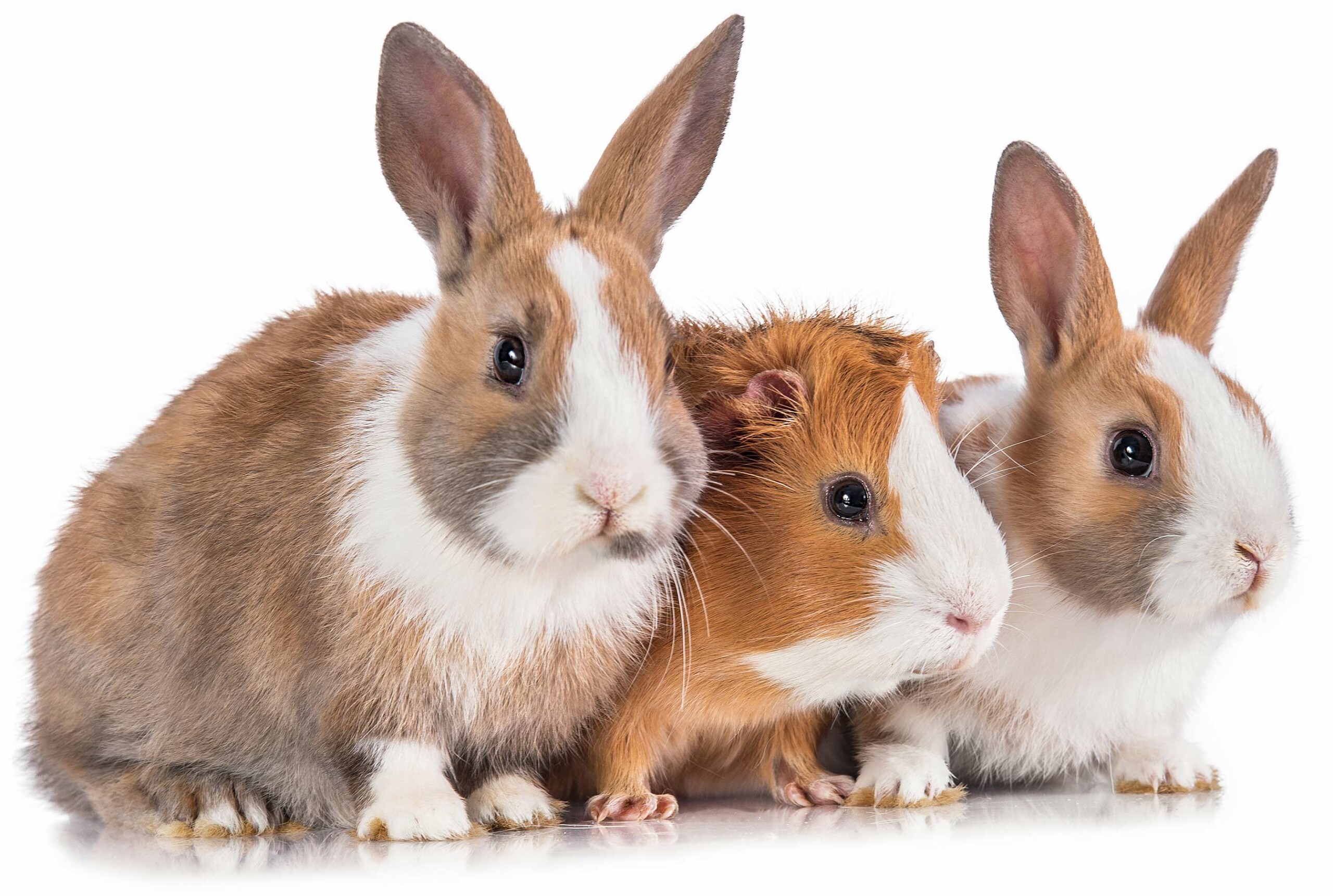 miauszeit – Ihre liebevollen Katzen- und Haustierbetreuung in Risch-Rotkreuz - Kleintiere