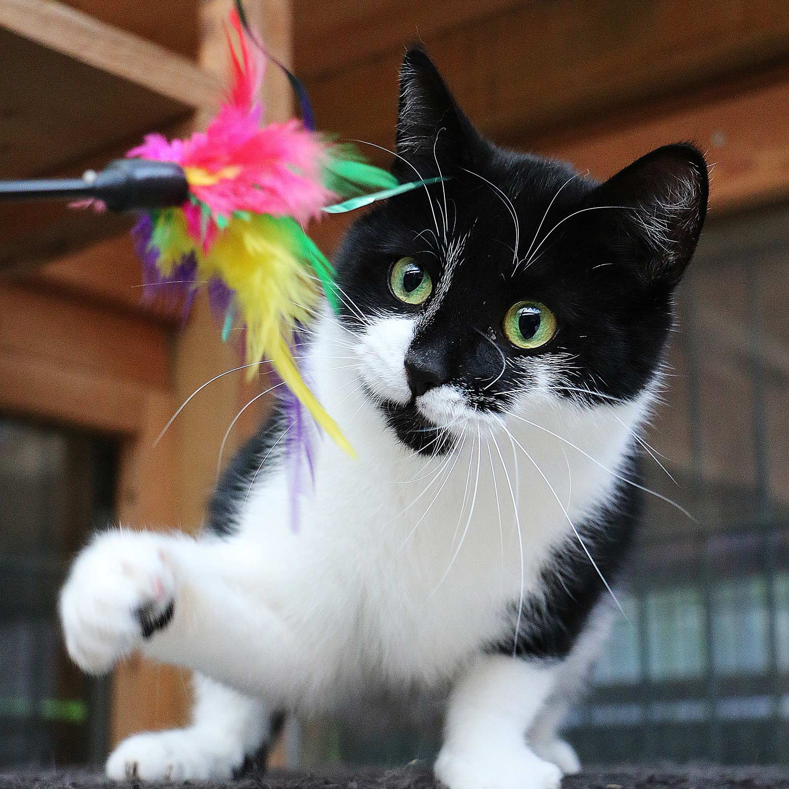 miauszeit – Ihre liebevollen Katzen- und Haustierbetreuung in Risch-Rotkreuz - Leistungen