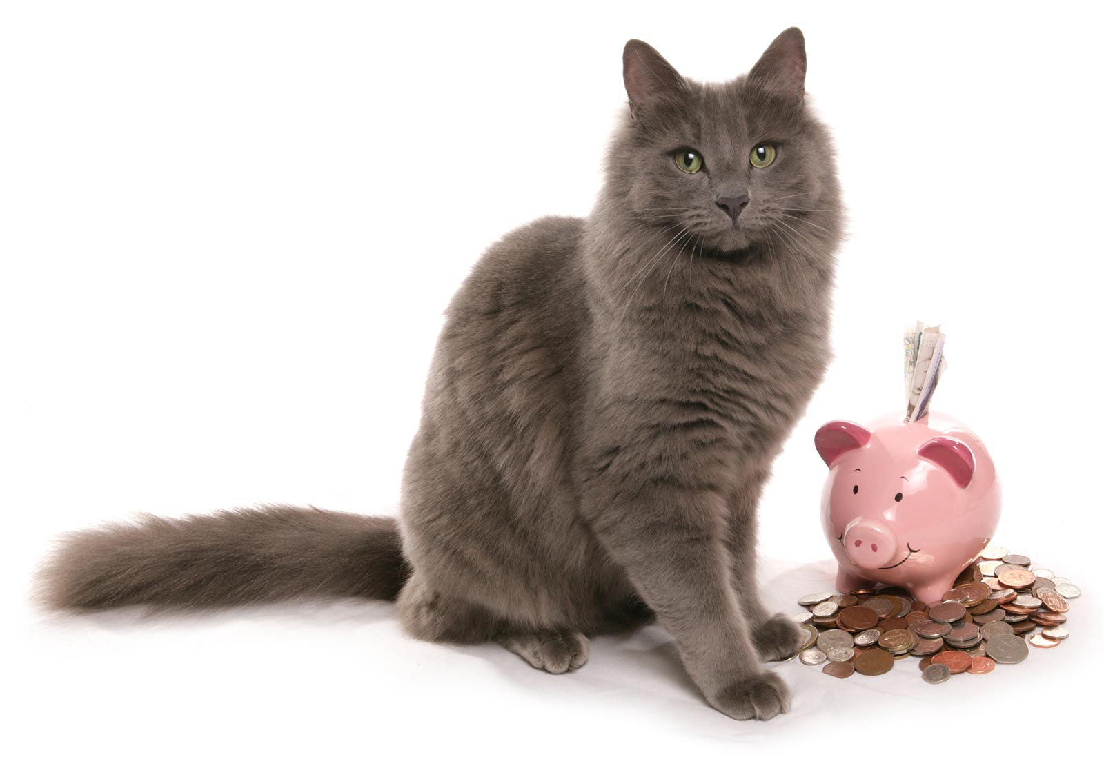 miauszeit – Ihre liebevollen Katzen- und Haustierbetreuung in Risch-Rotkreuz - Preise