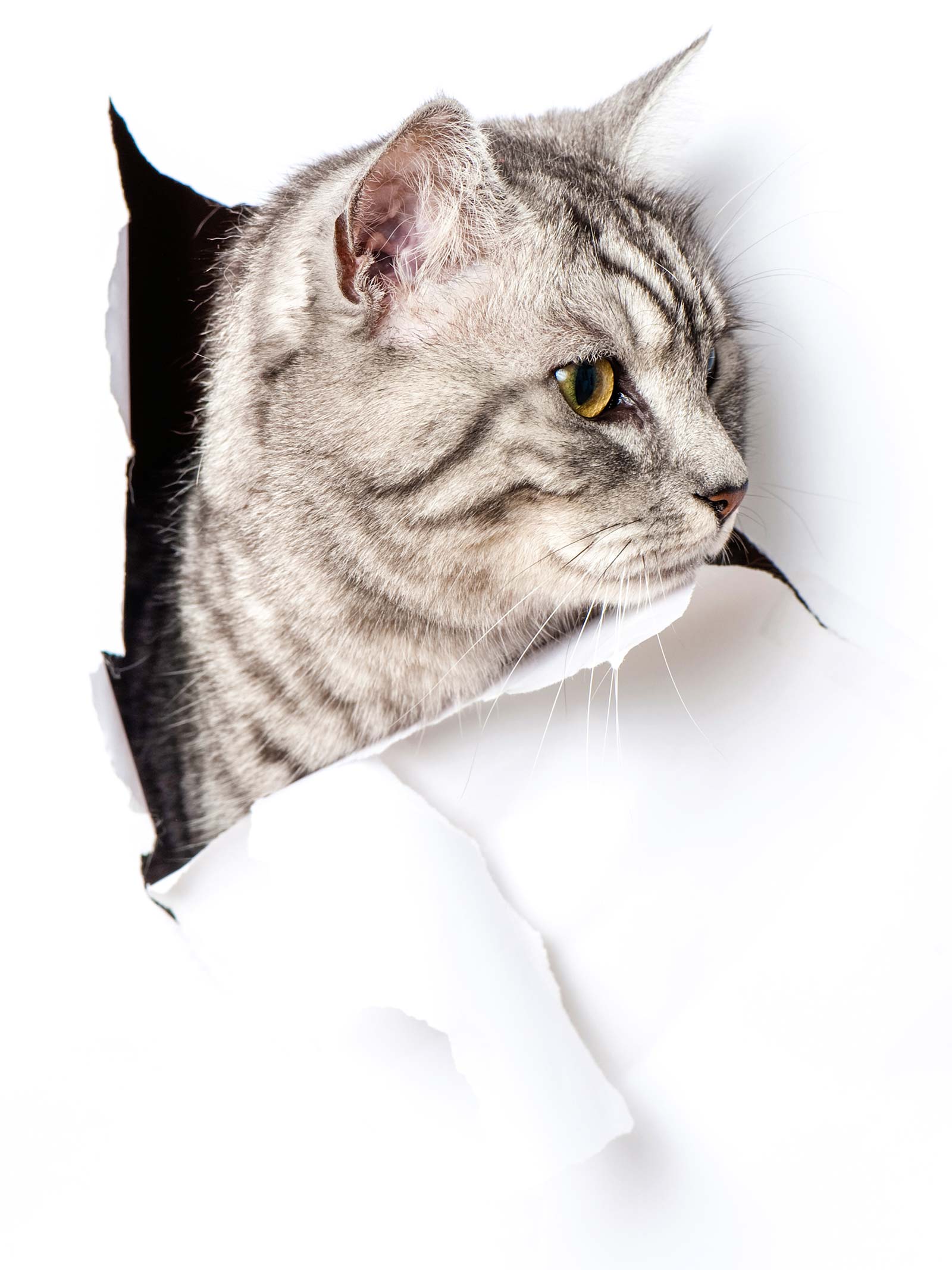 miauszeit – Ihre liebevollen Katzen- und Haustierbetreuung in Risch-Rotkreuz - Galerie