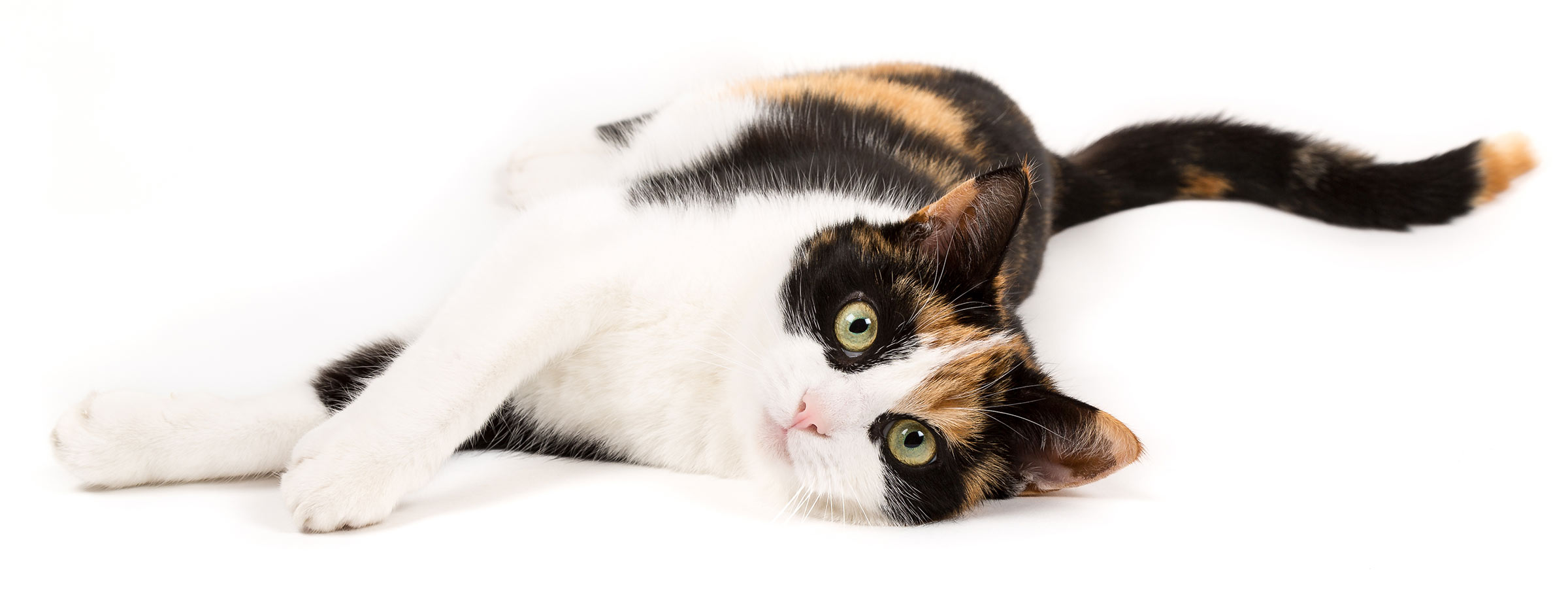 miauszeit – Ihre liebevollen Katzen- und Haustierbetreuung in Risch-Rotkreuz