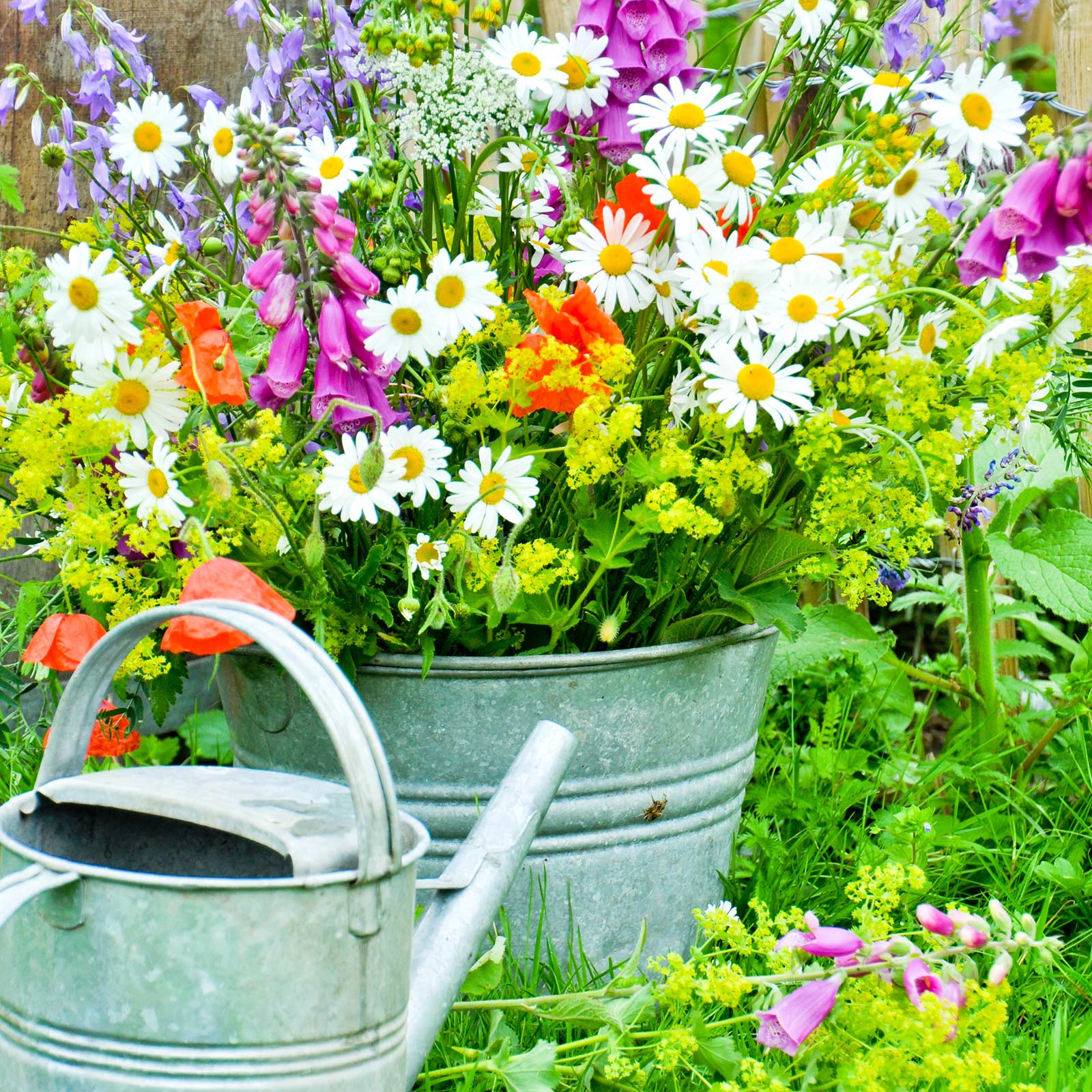 miauszeit – Ihre liebevollen Katzen- und Haustierbetreuung in Risch-Rotkreuz - Leistungen