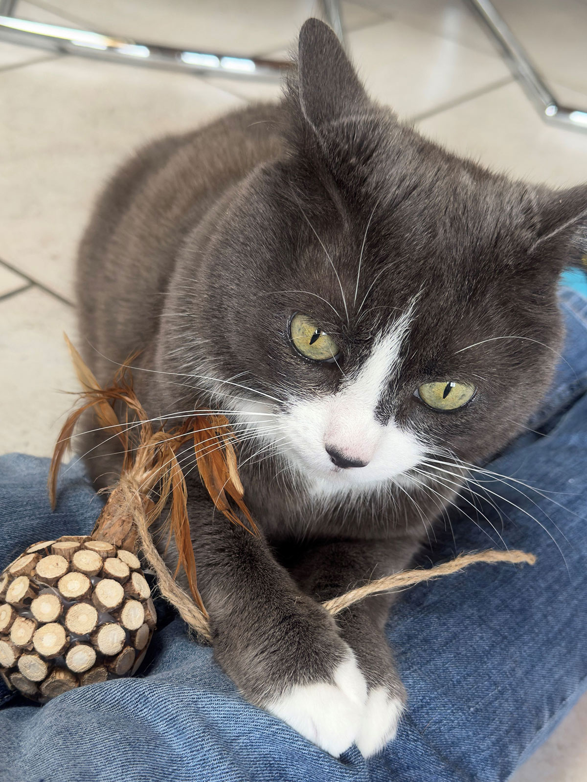 miauszeit – Ihre liebevollen Katzen- und Haustierbetreuung in Risch-Rotkreuz - Cora