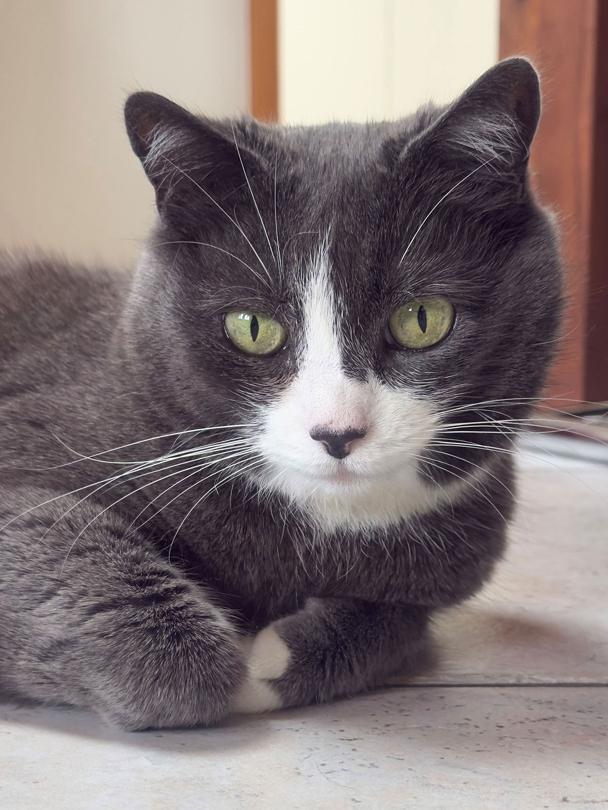 miauszeit – Ihre liebevollen Katzen- und Haustierbetreuung in Risch-Rotkreuz - Cora