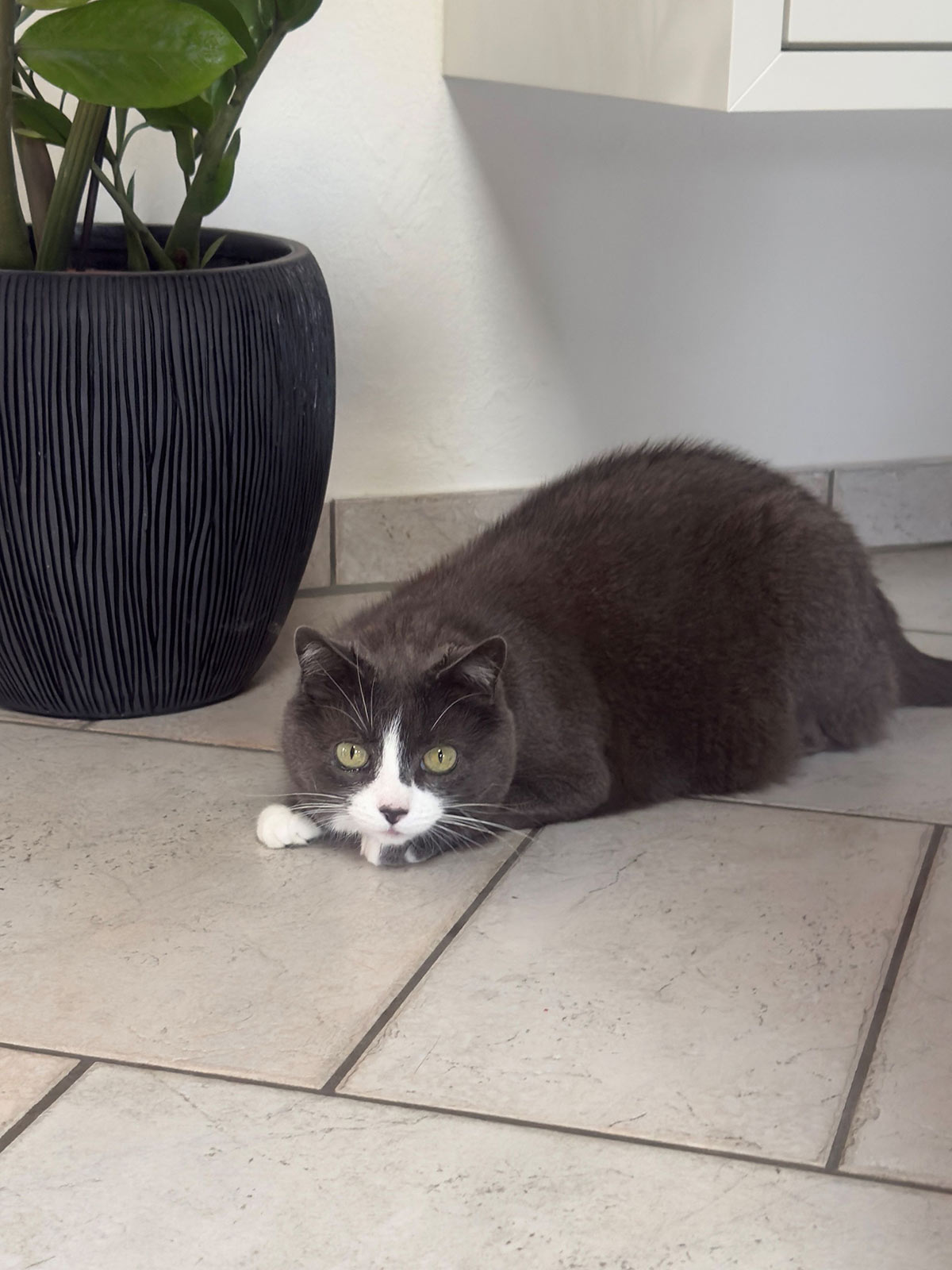 miauszeit – Ihre liebevollen Katzen- und Haustierbetreuung in Risch-Rotkreuz - Cora