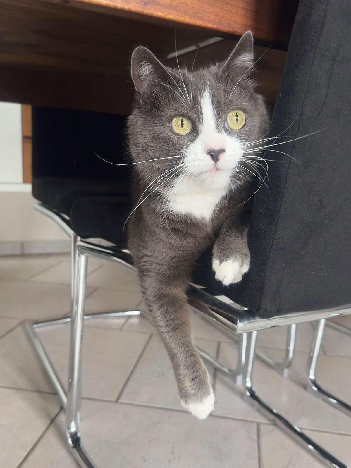 miauszeit – Ihre liebevollen Katzen- und Haustierbetreuung in Risch-Rotkreuz - Cora