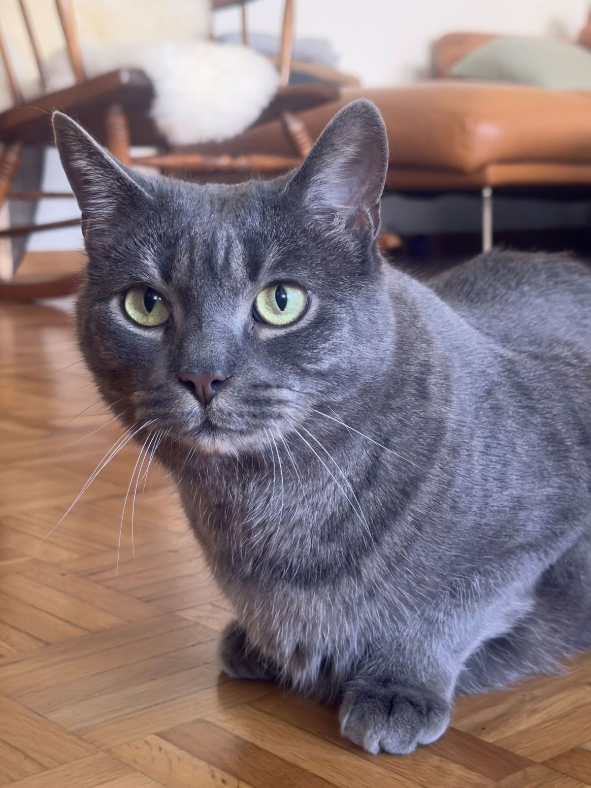 miauszeit – Ihre liebevollen Katzen- und Haustierbetreuung in Risch-Rotkreuz - Jacky