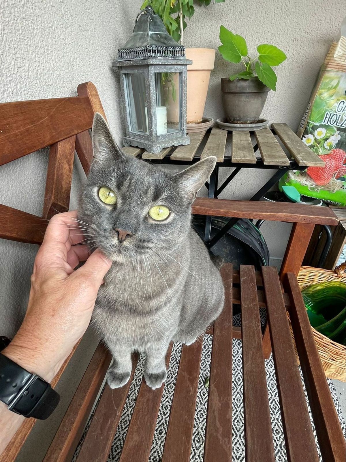 miauszeit – Ihre liebevollen Katzen- und Haustierbetreuung in Risch-Rotkreuz - Jacky