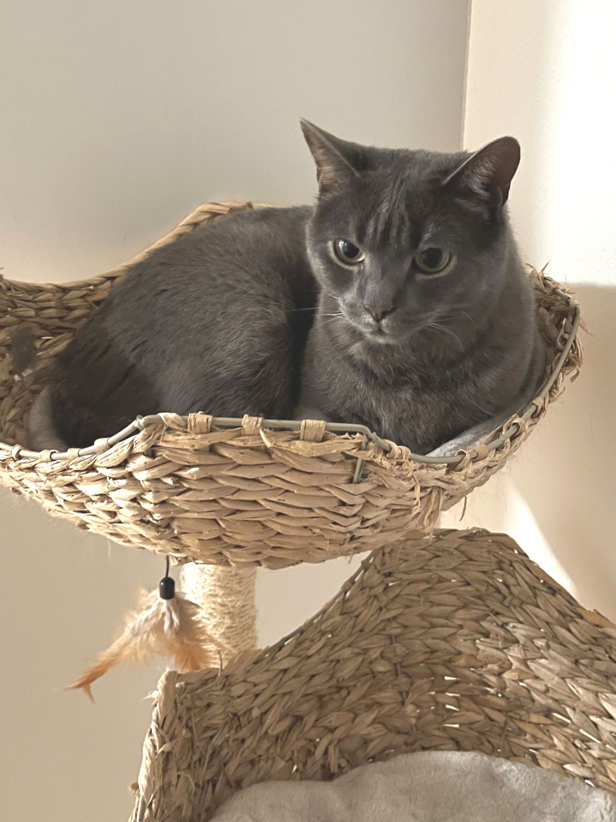 miauszeit – Ihre liebevollen Katzen- und Haustierbetreuung in Risch-Rotkreuz - Jacky