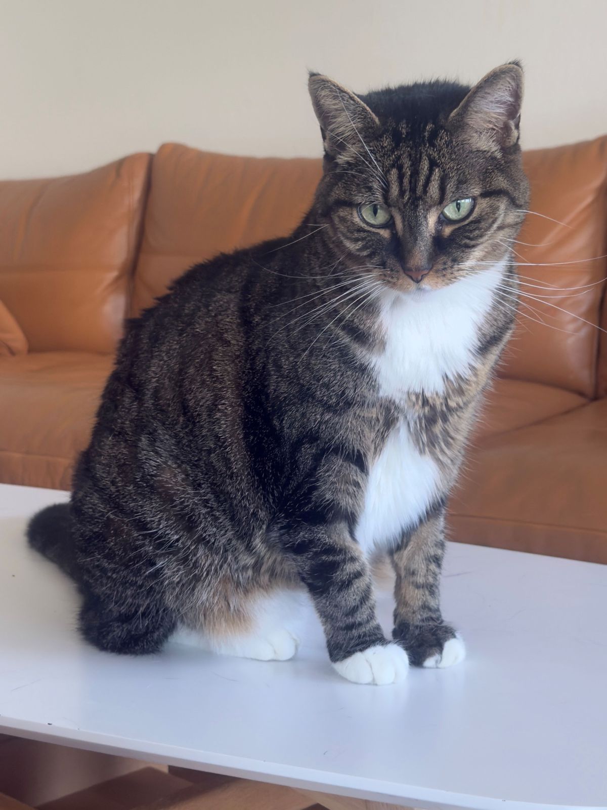 miauszeit – Ihre liebevollen Katzen- und Haustierbetreuung in Risch-Rotkreuz - Shaya