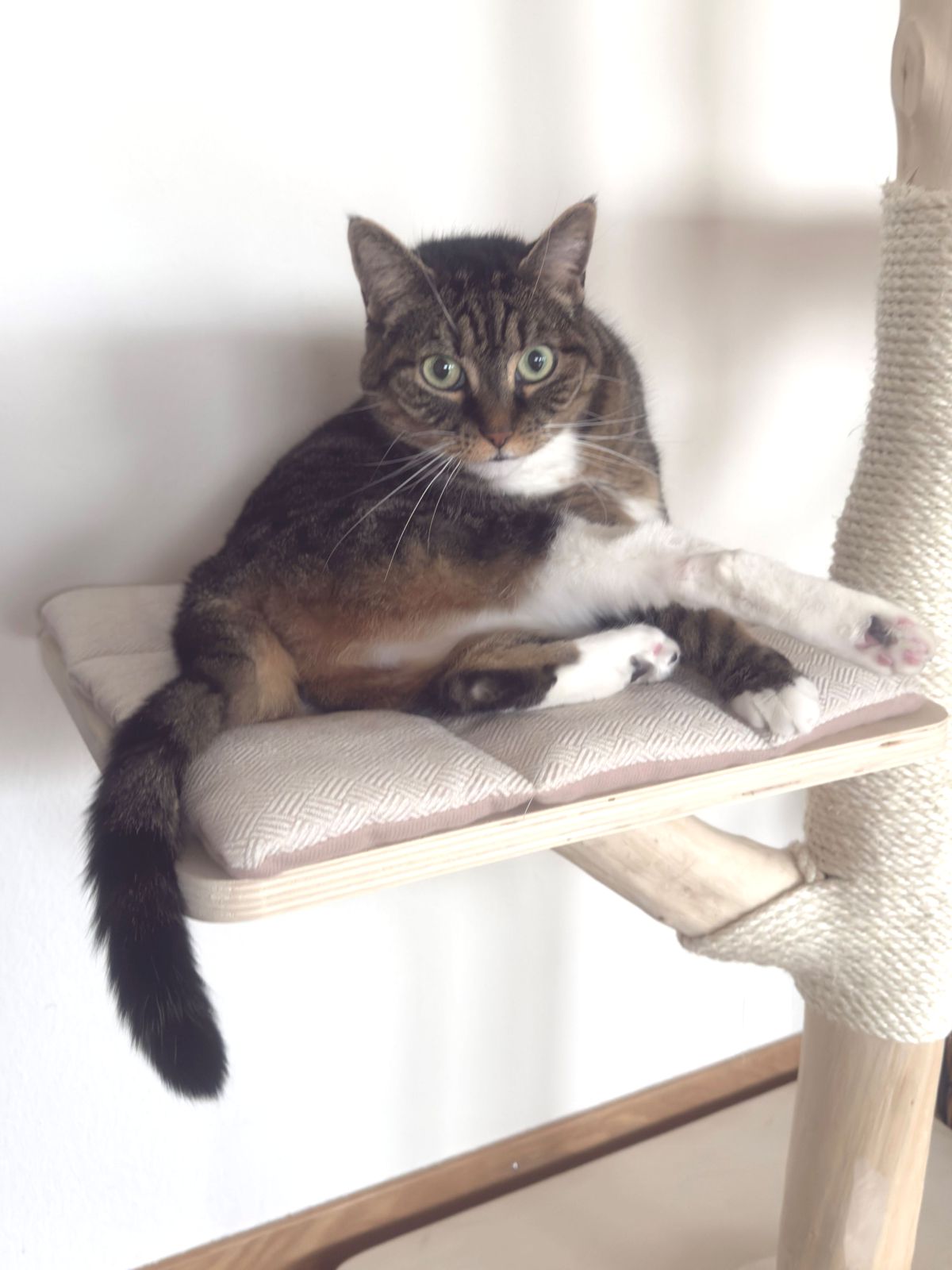 miauszeit – Ihre liebevollen Katzen- und Haustierbetreuung in Risch-Rotkreuz - Shaya