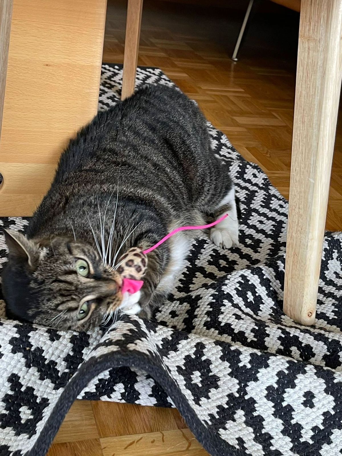 miauszeit – Ihre liebevollen Katzen- und Haustierbetreuung in Risch-Rotkreuz - Shaya