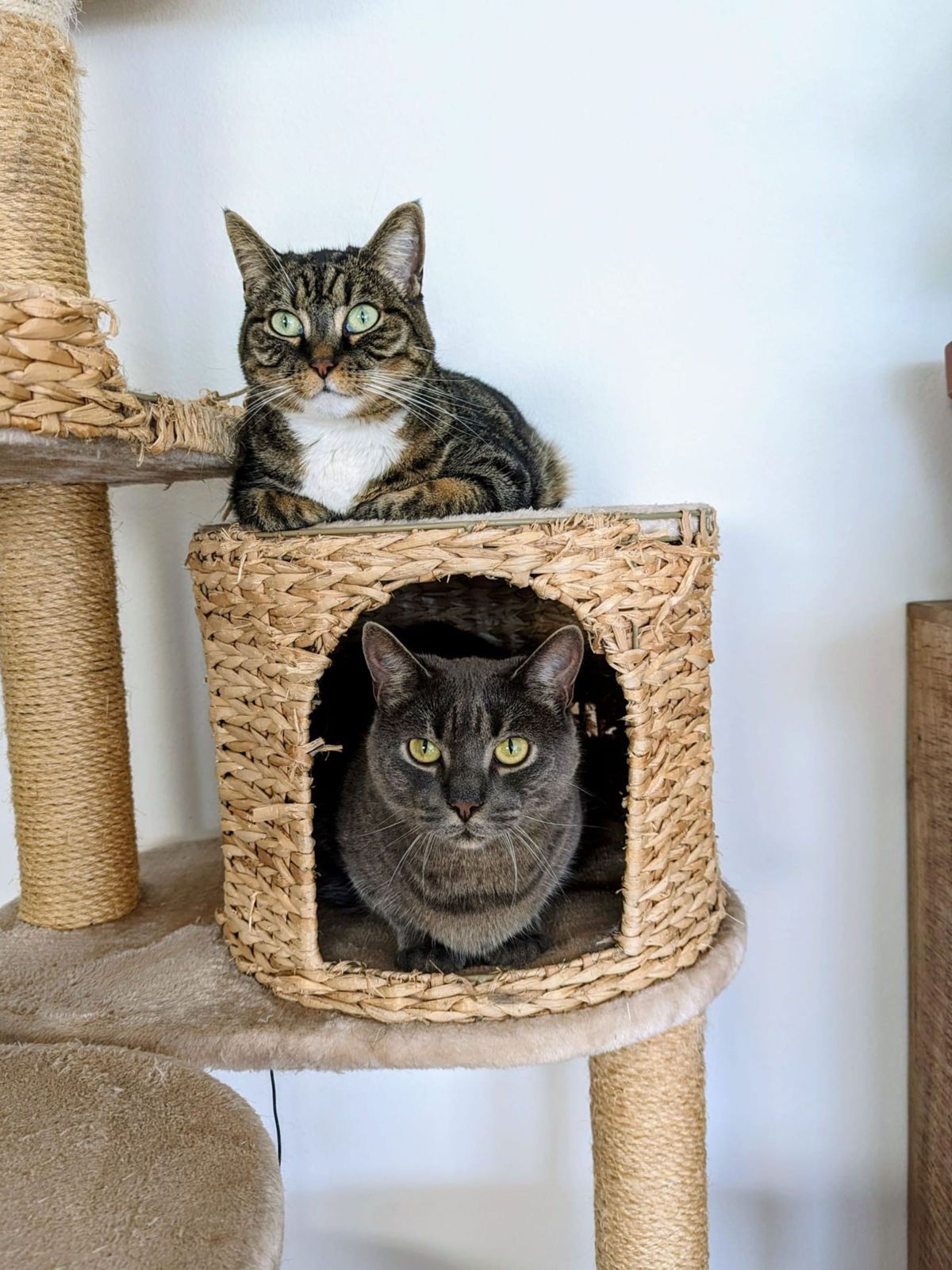 miauszeit – Ihre liebevollen Katzen- und Haustierbetreuung in Risch-Rotkreuz - Shaya & Jacky