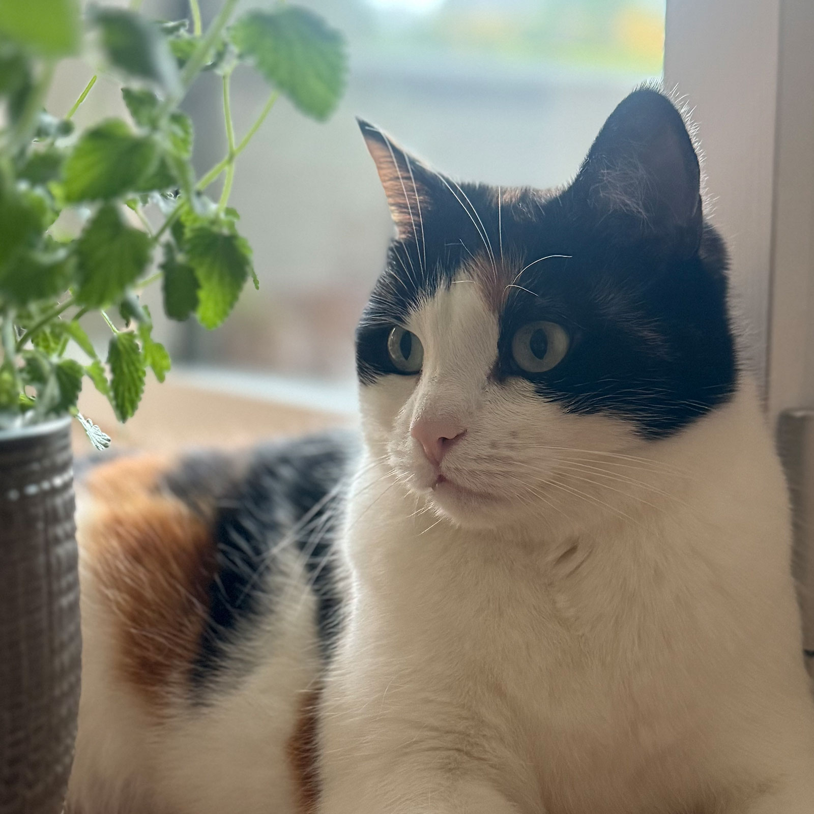 miauszeit – Ihre liebevollen Katzen- und Haustierbetreuung in Risch-Rotkreuz - Kira