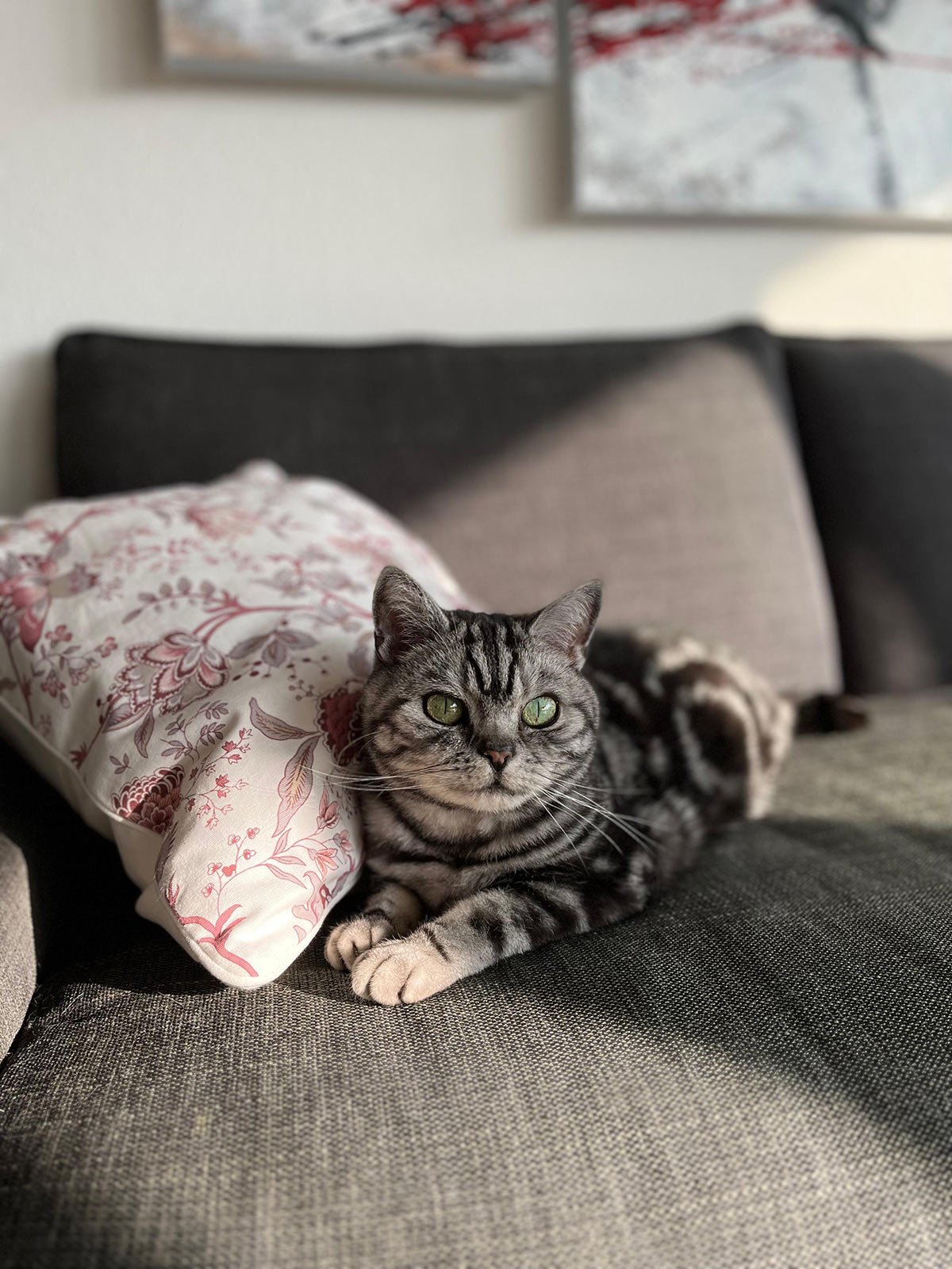 miauszeit – Ihre liebevollen Katzen- und Haustierbetreuung in Risch-Rotkreuz - Simba