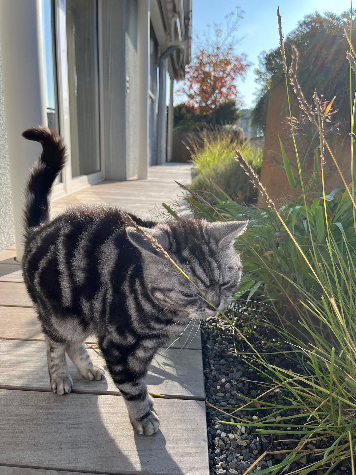 miauszeit – Ihre liebevollen Katzen- und Haustierbetreuung in Risch-Rotkreuz - Simba