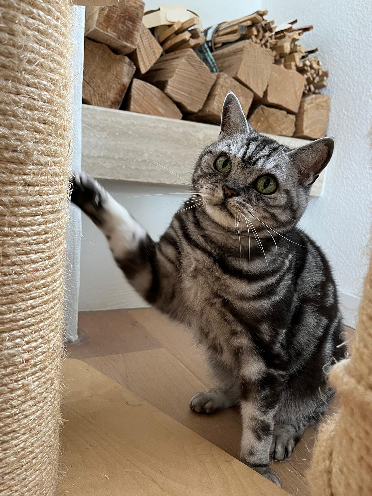 miauszeit – Ihre liebevollen Katzen- und Haustierbetreuung in Risch-Rotkreuz - Simba