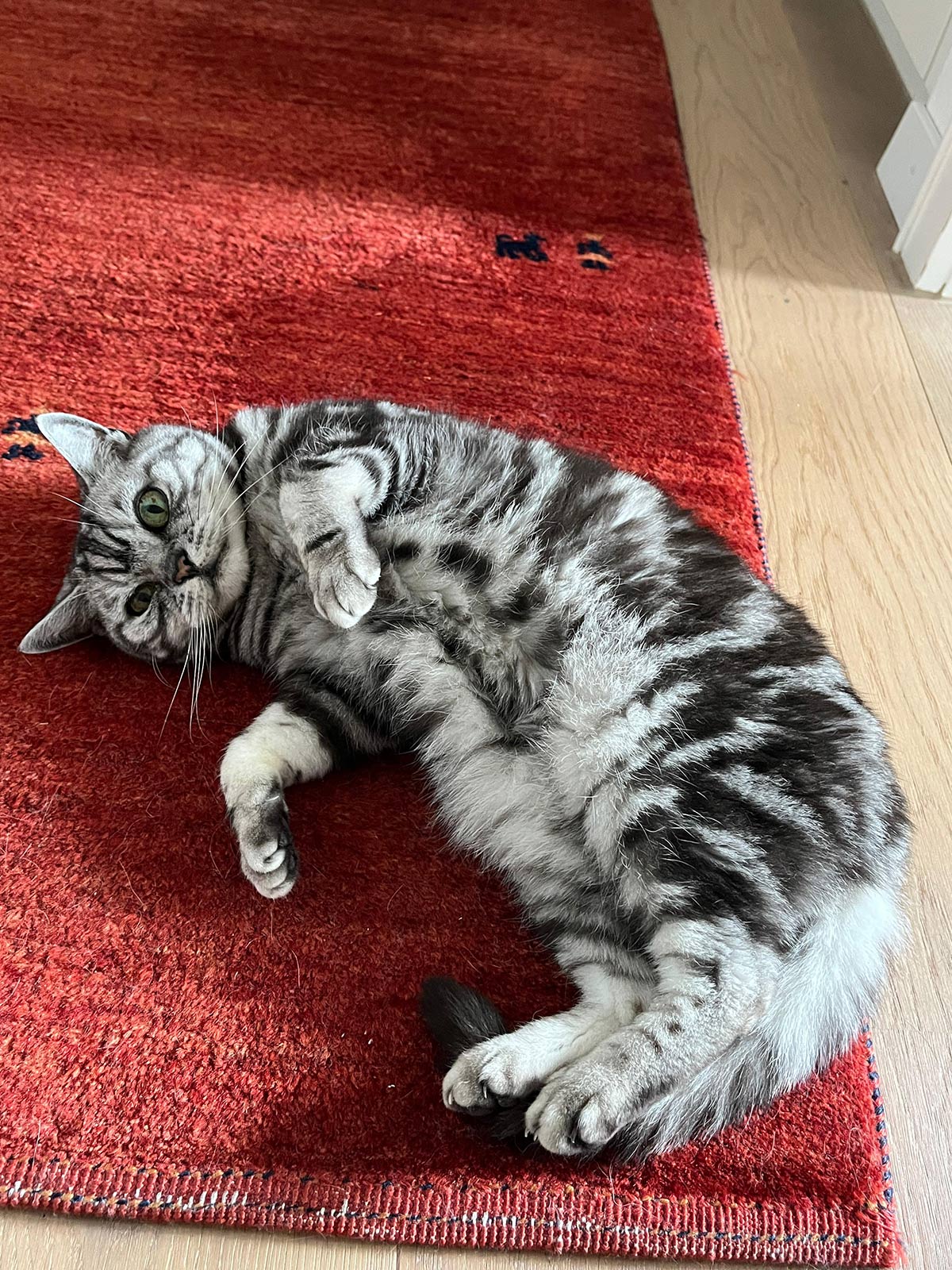 miauszeit – Ihre liebevollen Katzen- und Haustierbetreuung in Risch-Rotkreuz - Simba