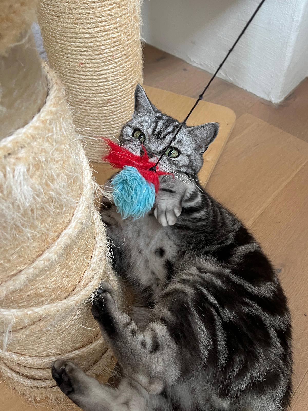 miauszeit – Ihre liebevollen Katzen- und Haustierbetreuung in Risch-Rotkreuz - Simba