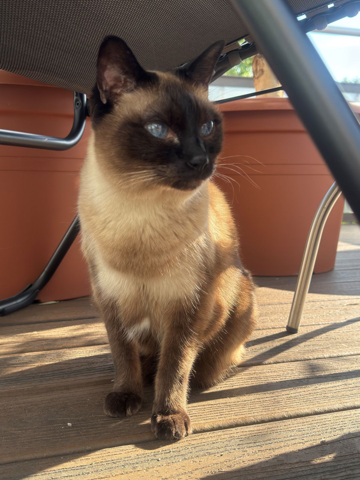 miauszeit – Ihre liebevollen Katzen- und Haustierbetreuung in Risch-Rotkreuz - Casimir