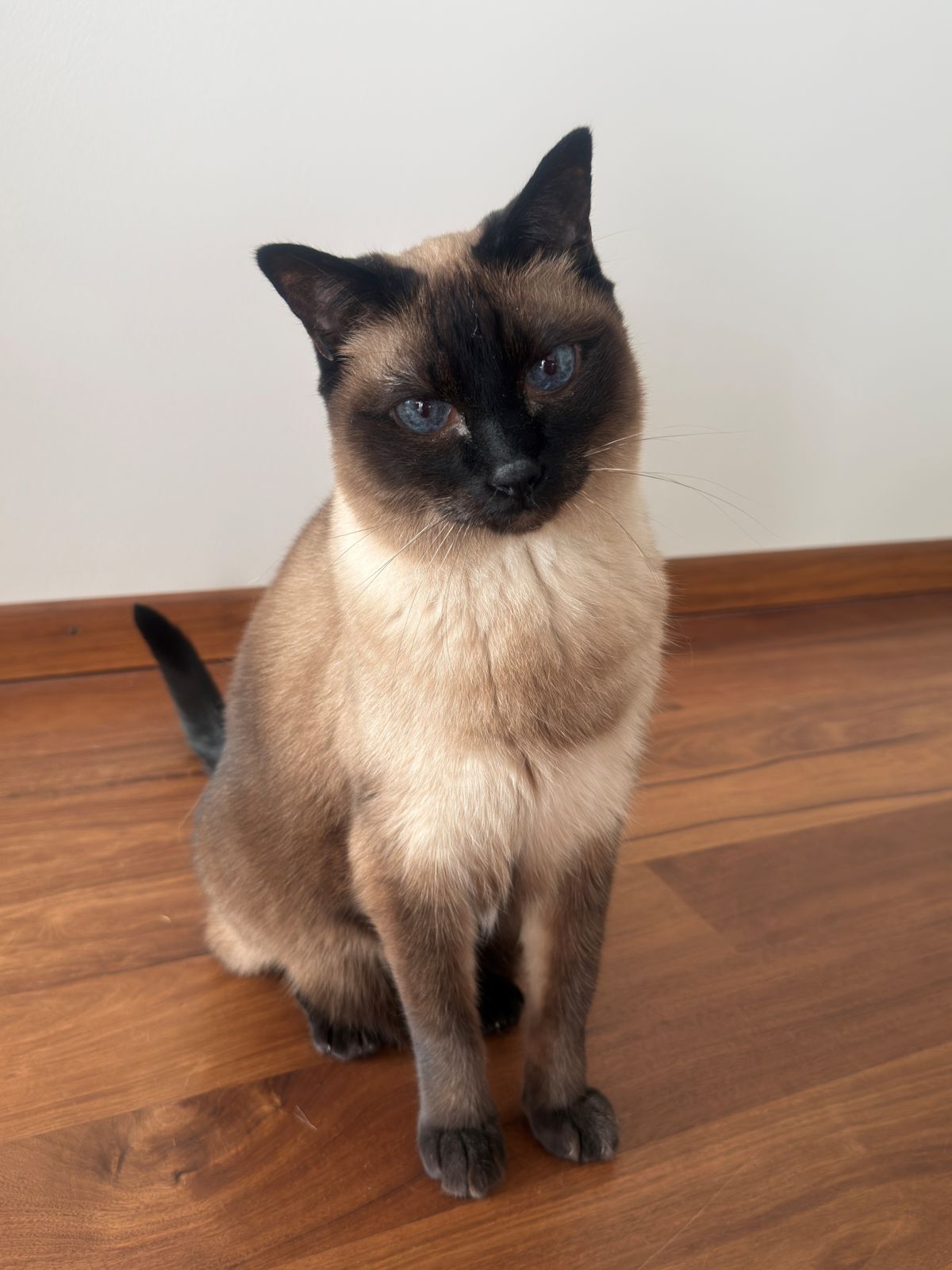 miauszeit – Ihre liebevollen Katzen- und Haustierbetreuung in Risch-Rotkreuz - Casimir