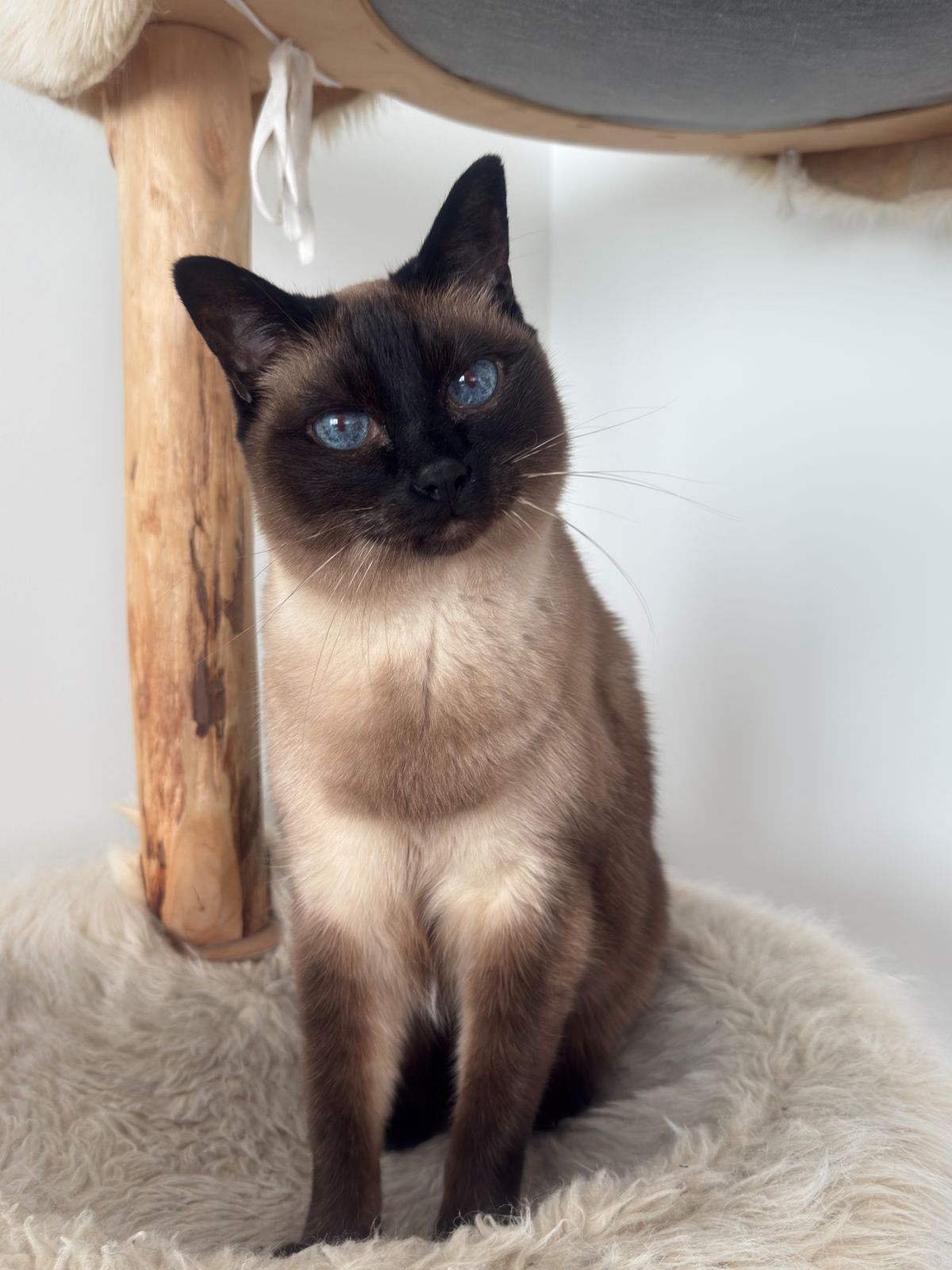 miauszeit – Ihre liebevollen Katzen- und Haustierbetreuung in Risch-Rotkreuz - Casimir