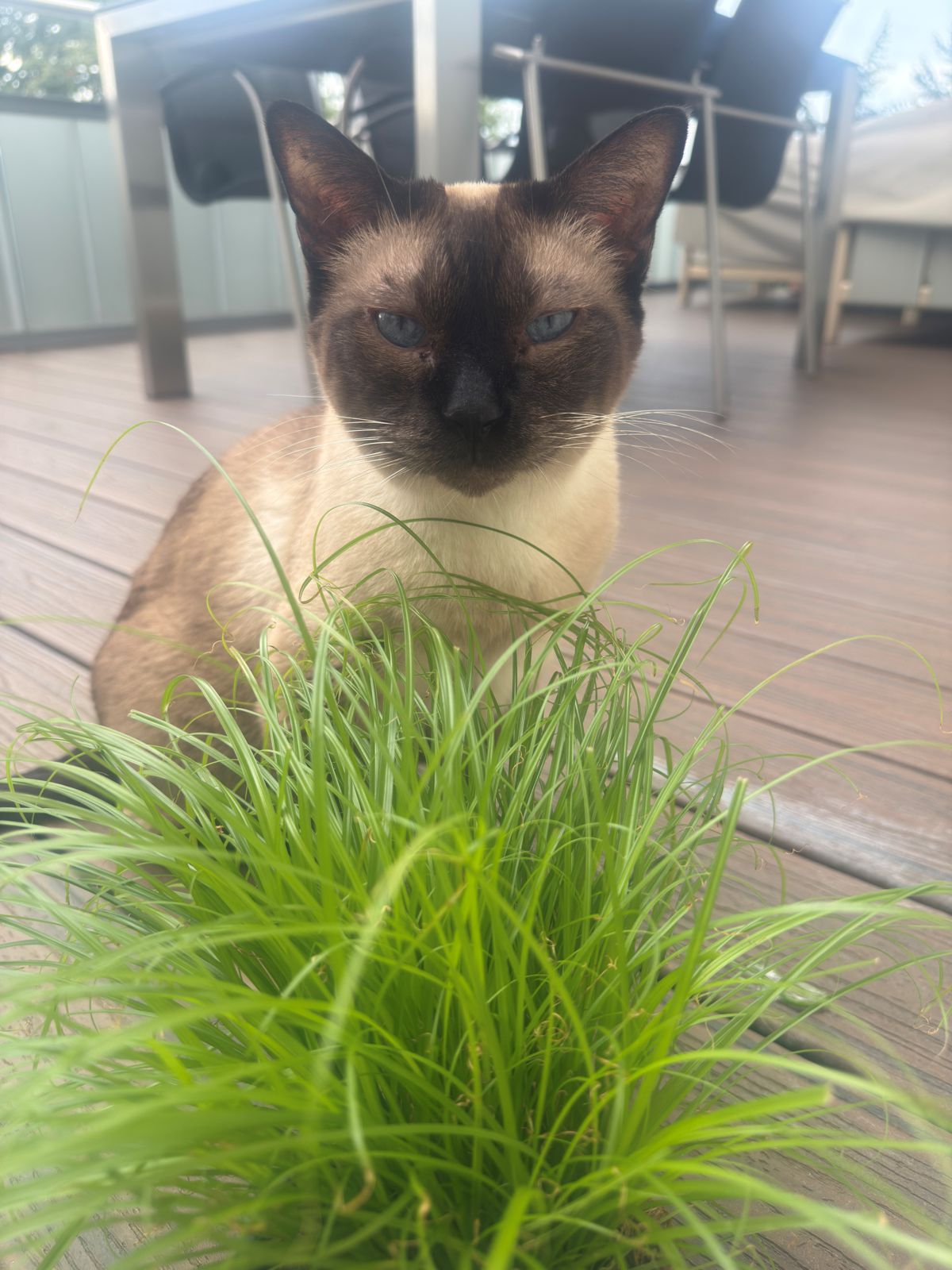 miauszeit – Ihre liebevollen Katzen- und Haustierbetreuung in Risch-Rotkreuz - Sirius