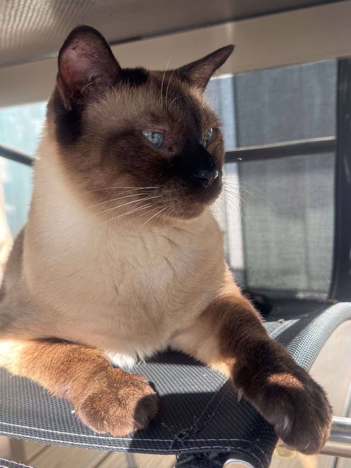 miauszeit – Ihre liebevollen Katzen- und Haustierbetreuung in Risch-Rotkreuz - Sirius