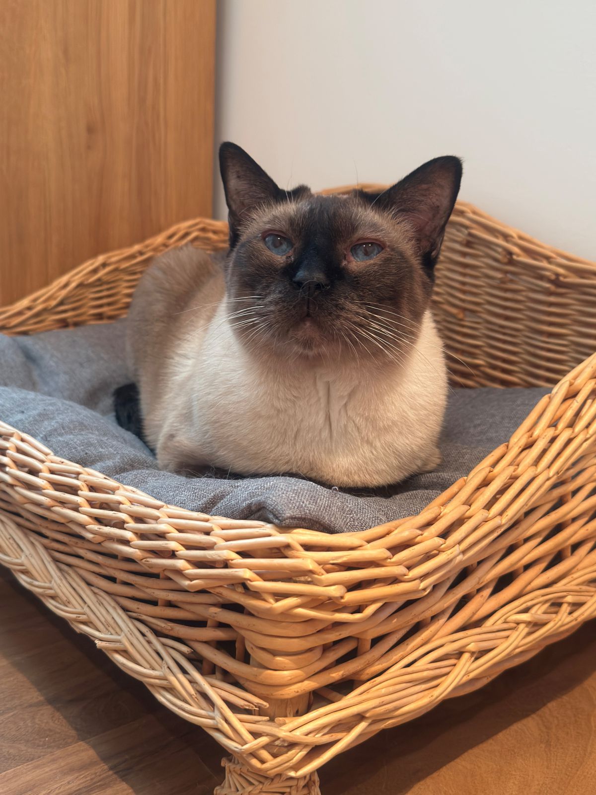 miauszeit – Ihre liebevollen Katzen- und Haustierbetreuung in Risch-Rotkreuz - Sirius