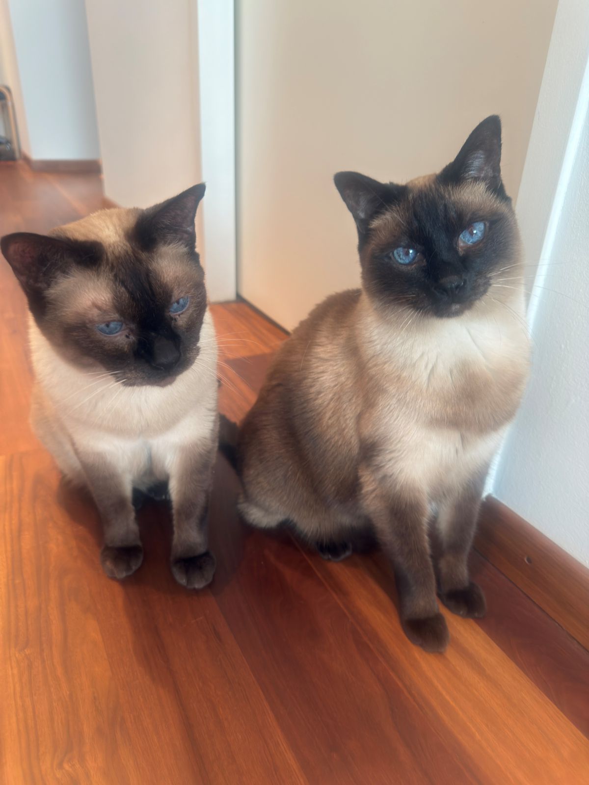 miauszeit – Ihre liebevollen Katzen- und Haustierbetreuung in Risch-Rotkreuz - CaSi