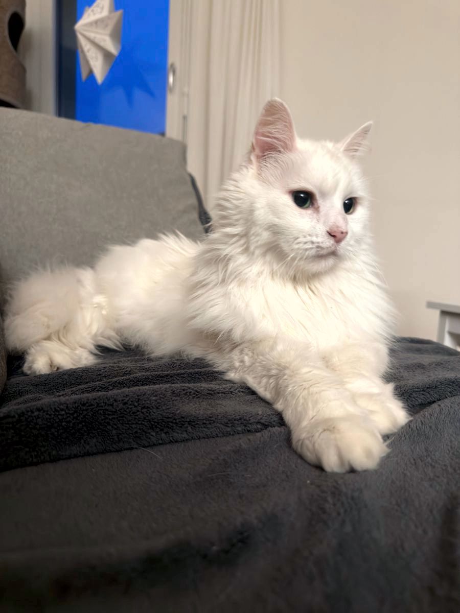 miauszeit – Ihre liebevollen Katzen- und Haustierbetreuung in Risch-Rotkreuz - Daffodil