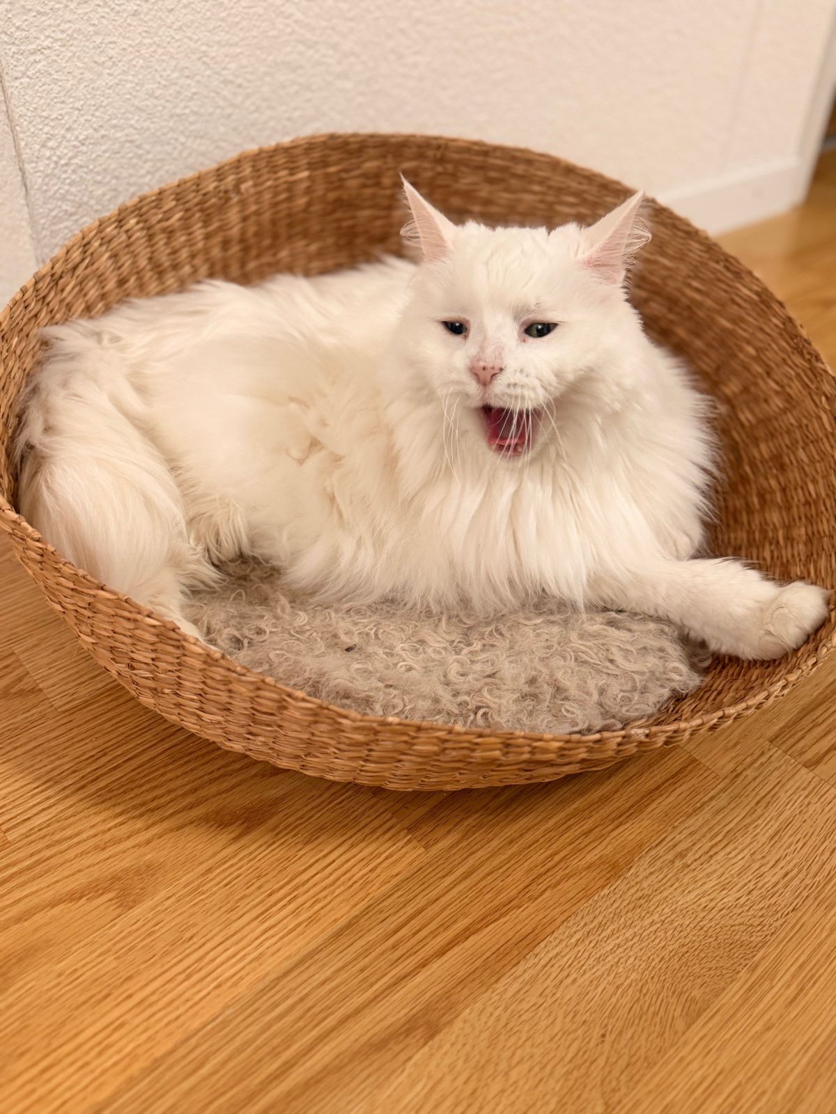 miauszeit – Ihre liebevollen Katzen- und Haustierbetreuung in Risch-Rotkreuz - Daffodil