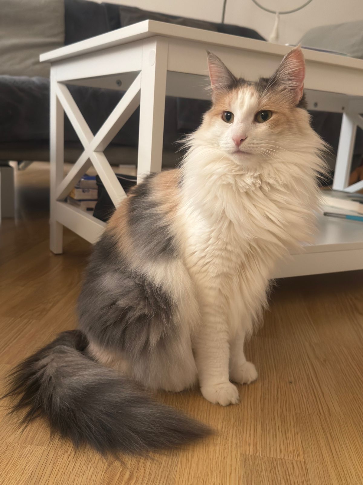 miauszeit – Ihre liebevollen Katzen- und Haustierbetreuung in Risch-Rotkreuz - Ivy