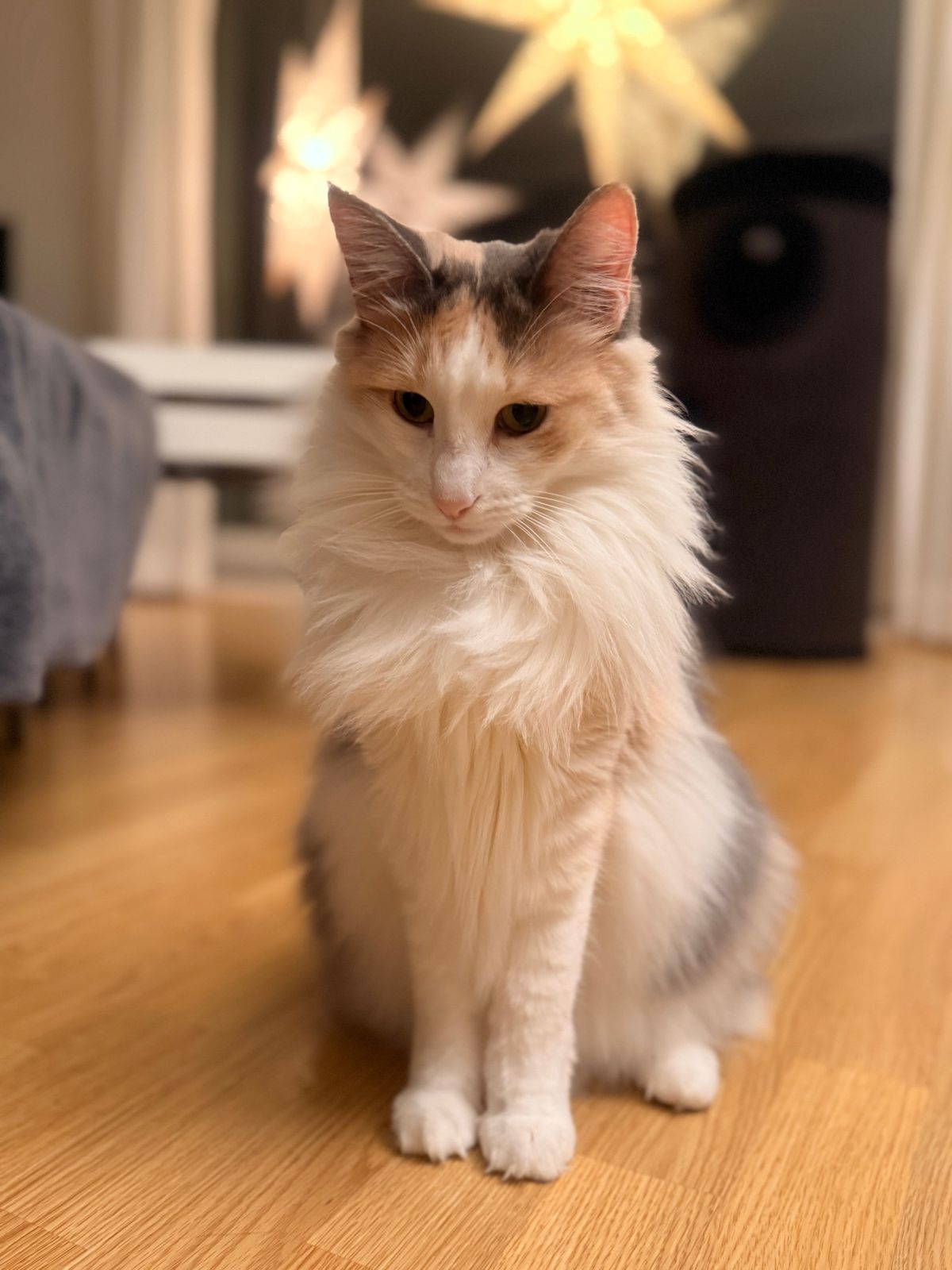 miauszeit – Ihre liebevollen Katzen- und Haustierbetreuung in Risch-Rotkreuz - Ivy