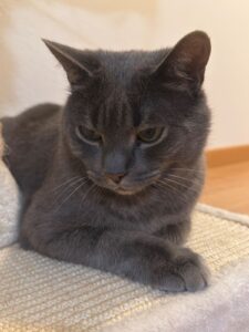 miauszeit – Ihre liebevollen Katzen- und Haustierbetreuung in Risch-Rotkreuz - Jacky