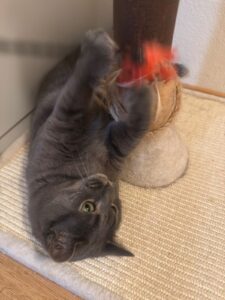 miauszeit – Ihre liebevollen Katzen- und Haustierbetreuung in Risch-Rotkreuz - Jacky