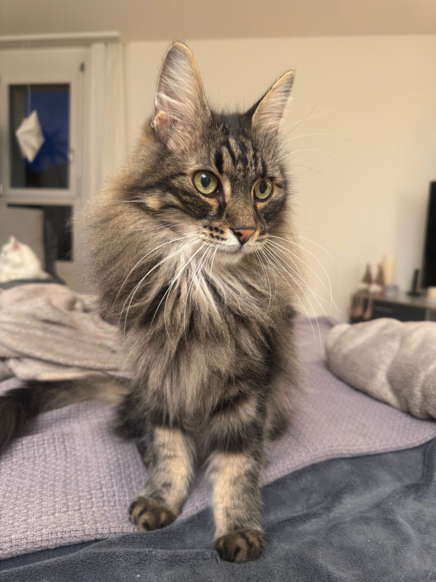 miauszeit – Ihre liebevollen Katzen- und Haustierbetreuung in Risch-Rotkreuz - Willow