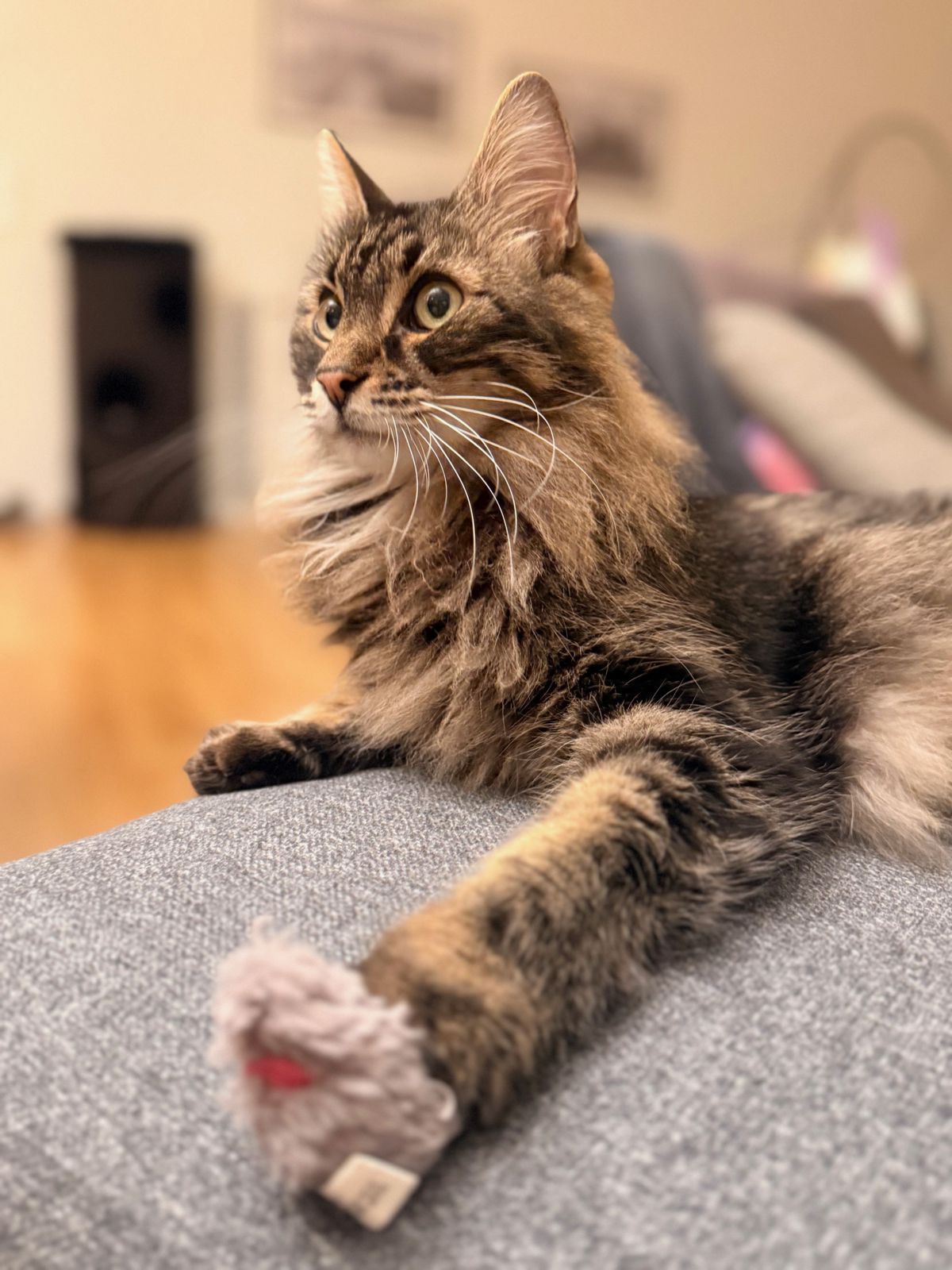 miauszeit – Ihre liebevollen Katzen- und Haustierbetreuung in Risch-Rotkreuz - willow