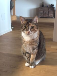 miauszeit – Ihre liebevollen Katzen- und Haustierbetreuung in Risch-Rotkreuz - Leni