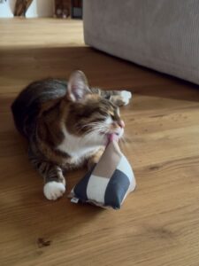 miauszeit – Ihre liebevollen Katzen- und Haustierbetreuung in Risch-Rotkreuz - Leni