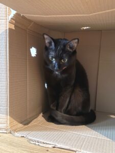 miauszeit – Ihre liebevollen Katzen- und Haustierbetreuung in Risch-Rotkreuz - Yuna