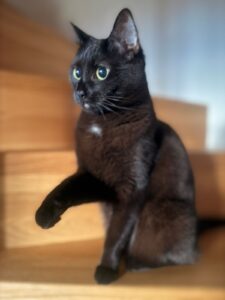 miauszeit – Ihre liebevollen Katzen- und Haustierbetreuung in Risch-Rotkreuz - Yuna