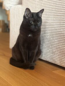 miauszeit – Ihre liebevollen Katzen- und Haustierbetreuung in Risch-Rotkreuz - Yuna