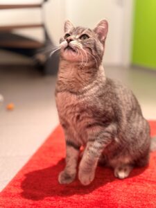 miauszeit – Ihre liebevollen Katzen- und Haustierbetreuung in Risch-Rotkreuz - Flori