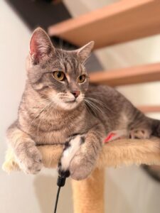 miauszeit – Ihre liebevollen Katzen- und Haustierbetreuung in Risch-Rotkreuz - Flori