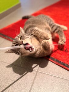 miauszeit – Ihre liebevollen Katzen- und Haustierbetreuung in Risch-Rotkreuz - Flori