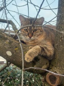 miauszeit – Ihre liebevollen Katzen- und Haustierbetreuung in Risch-Rotkreuz - Kira