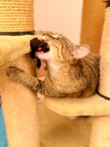 miauszeit – Ihre liebevollen Katzen- und Haustierbetreuung in Risch-Rotkreuz - Kira