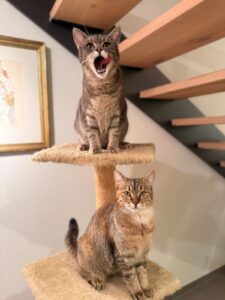 miauszeit – Ihre liebevollen Katzen- und Haustierbetreuung in Risch-Rotkreuz - Kira/Flori